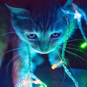 Meet your Posher, Ivy